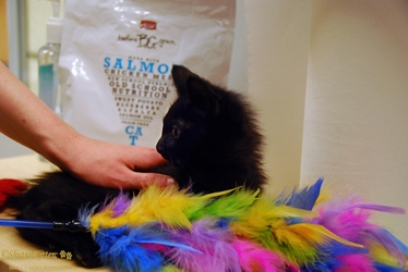 [picture of Bilbo, a Domestic Medium Hair black cat]