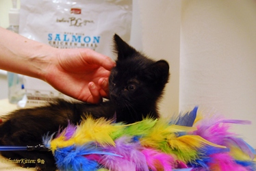 [picture of Bilbo, a Domestic Medium Hair black cat]