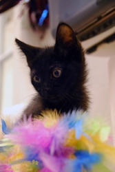[picture of Bilbo, a Domestic Medium Hair black cat]