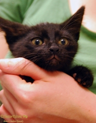 [picture of Bilbo, a Domestic Medium Hair black cat]