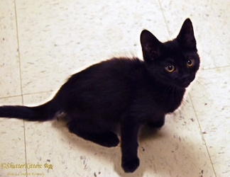 [picture of Bilbo, a Domestic Medium Hair black cat]