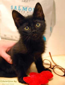 [picture of Bilbo, a Domestic Medium Hair black\ cat] 