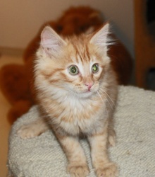[another picture of Morris, a Domestic Long Hair orange\ cat] 