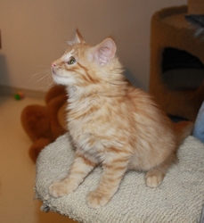 [picture of Morris, a Domestic Long Hair orange cat]