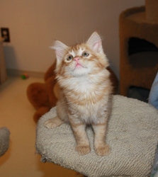[picture of Morris, a Domestic Long Hair orange cat]