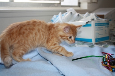 [picture of Morris, a Domestic Long Hair orange cat]