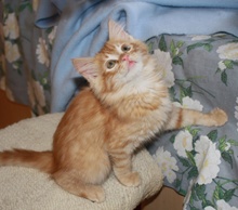 [picture of Morris, a Domestic Long Hair orange\ cat] 