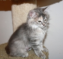 [another picture of Mamie, a Domestic Long Hair dilute tortoiseshell\ cat] 