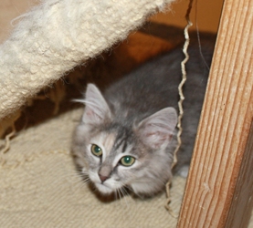 [picture of Mamie, a Domestic Long Hair dilute tortoiseshell cat]