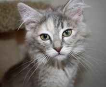 [picture of Mamie, a Domestic Long Hair dilute tortoiseshell\ cat] 