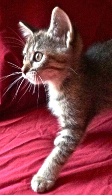 [another picture of Gabriella, a Domestic Short Hair tortoiseshell tabby\ cat] 