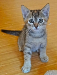 [picture of Gabriella, a Domestic Short Hair tortoiseshell tabby cat]