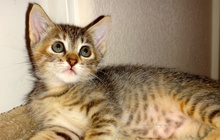 [picture of Gabriella, a Domestic Short Hair tortoiseshell tabby cat]