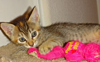 [picture of Gabriella, a Domestic Short Hair tortoiseshell tabby cat]