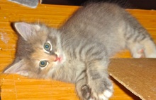 [another picture of Capri, a Domestic Medium Hair dilute calico\ cat] 