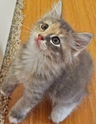 [picture of Capri, a Domestic Medium Hair dilute calico cat]