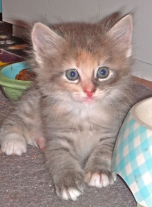 [picture of Capri, a Domestic Medium Hair dilute calico\ cat] 