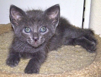 [picture of Bosco, a Domestic Short Hair gray cat]