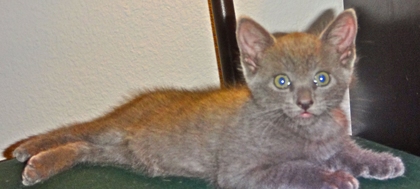 [picture of Enzo, a Domestic Short Hair silver cat]