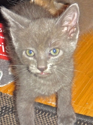 [picture of Enzo, a Domestic Short Hair silver cat]