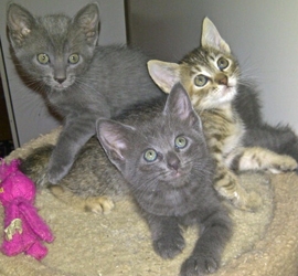 [picture of Enzo, a Domestic Short Hair silver cat]