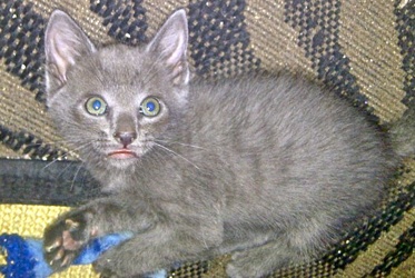 [picture of Enzo, a Domestic Short Hair silver cat]