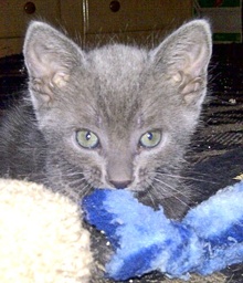 [picture of Enzo, a Domestic Short Hair silver cat]