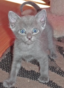 [picture of Enzo, a Domestic Short Hair silver\ cat] 