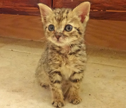 brown short haired tabby brown short haired tabby