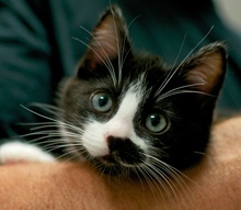 [another picture of Figaro, a Domestic Short Hair black/white\ cat] 