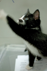 [picture of Figaro, a Domestic Short Hair black/white cat]