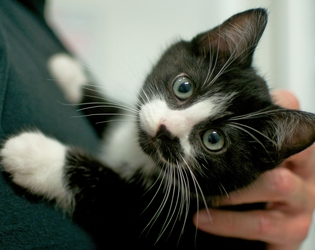 [picture of Figaro, a Domestic Short Hair black/white cat]
