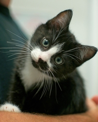 [picture of Figaro, a Domestic Short Hair black/white cat]