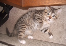 [another picture of Mr. Purry Pants, a Domestic Short Hair brown tabby/white\ cat] 