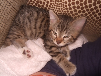 [picture of Mr. Purry Pants, a Domestic Short Hair brown tabby/white cat]