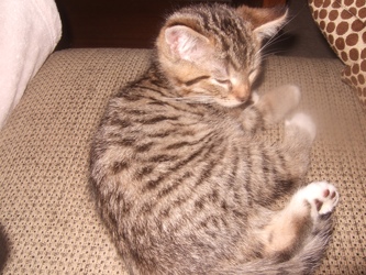 [picture of Mr. Purry Pants, a Domestic Short Hair brown tabby/white cat]