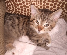[picture of Mr. Purry Pants, a Domestic Short Hair brown tabby/white\ cat] 