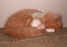 [another picture of Cheetos, a Domestic Short Hair orange tabby/white\ cat] 