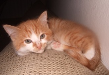 [picture of Cheetos, a Domestic Short Hair orange tabby/white\ cat] 