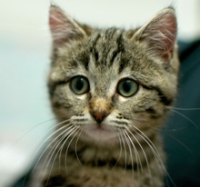 [another picture of Chubby Cheeks, a Domestic Short Hair tabby\ cat] 