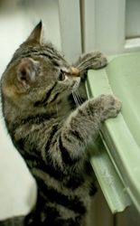 [picture of Chubby Cheeks, a Domestic Short Hair tabby cat]