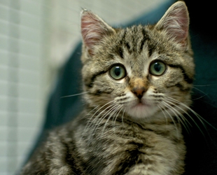 [picture of Chubby Cheeks, a Domestic Short Hair tabby cat]