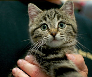 [picture of Chubby Cheeks, a Domestic Short Hair tabby cat]