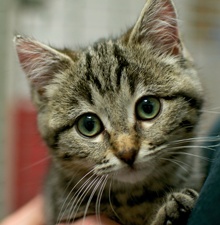 [picture of Chubby Cheeks, a Domestic Short Hair tabby\ cat] 