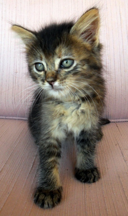 [picture of Patricia, a Domestic Long Hair tortoiseshell\ cat] 