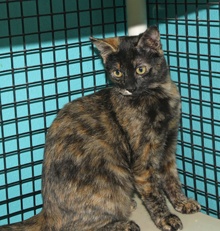 [another picture of Xena, a Domestic Short Hair tortoiseshell\ cat] 