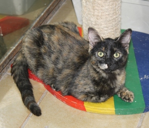 [picture of Xena, a Domestic Short Hair tortoiseshell cat]