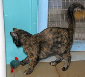 [picture of Xena, a Domestic Short Hair tortoiseshell cat]