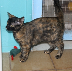 [picture of Xena, a Domestic Short Hair tortoiseshell cat]