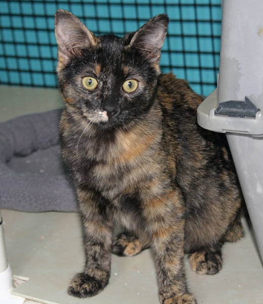 [picture of Xena, a Domestic Short Hair tortoiseshell cat]